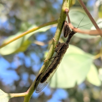 Mantispidae (family) (Unidentified mantisfly) at Hughes, ACT - 5 Dec 2020 by JackyF