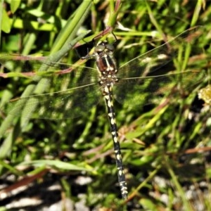 Synthemis eustalacta at Rendezvous Creek, ACT - 2 Dec 2020 09:36 AM