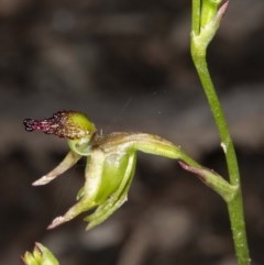 Caleana minor (Small Duck Orchid) at Mount Jerrabomberra QP - 3 Nov 2020 by DerekC