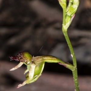 Caleana minor at Jerrabomberra, NSW - suppressed