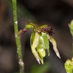 Caleana minor at Jerrabomberra, NSW - suppressed