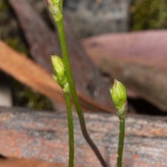 Caleana minor (Small Duck Orchid) at Mount Jerrabomberra QP - 2 Nov 2020 by DerekC