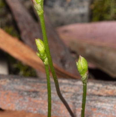 Caleana minor (Small Duck Orchid) at Mount Jerrabomberra QP - 2 Nov 2020 by DerekC