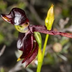 Caleana major (Large Duck Orchid) at Jerrabomberra, NSW - 2 Nov 2020 by DerekC