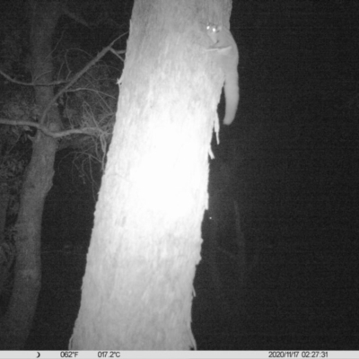 Petaurus norfolcensis (Squirrel Glider) at Thurgoona, NSW - 17 Nov 2020 by ChrisAllen
