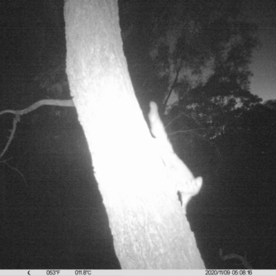 Petaurus norfolcensis (Squirrel Glider) at Monitoring Site 010 - Revegetation - 9 Nov 2020 by ChrisAllen