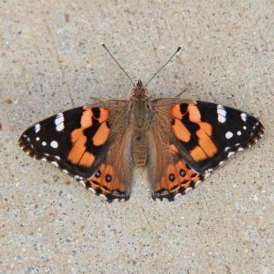 Vanessa kershawi (Australian Painted Lady) at Throsby, ACT - 6 Dec 2020 by davobj