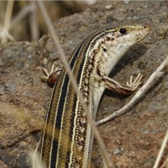 Ctenotus robustus (Robust Striped-skink) at Stony Creek - 3 Dec 2020 by Ct1000