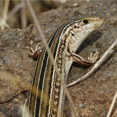 Ctenotus robustus (Robust Striped-skink) at Coree, ACT - 3 Dec 2020 by Ct1000