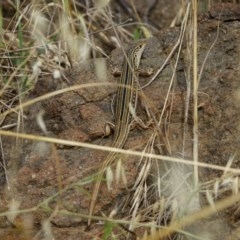 Ctenotus robustus at Coree, ACT - 3 Dec 2020