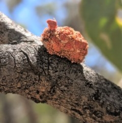 Mataeomera (genus) (A Scale Moth) at Federal Golf Course - 6 Dec 2020 by JackyF