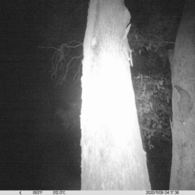 Petaurus norfolcensis (Squirrel Glider) at Monitoring Site 023 - Remnant - 8 Nov 2020 by ChrisAllen