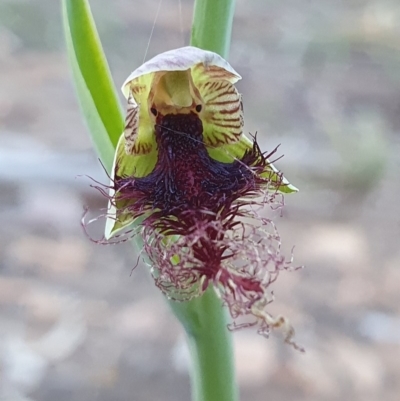 Calochilus therophilus (Late Beard Orchid) at ANBG - 6 Dec 2020 by shoko