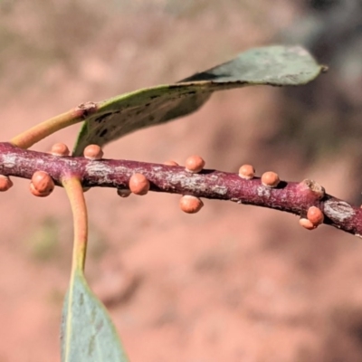 Eriococcus coriaceus (Gumtree Scale) at Hughes, ACT - 6 Dec 2020 by JackyF