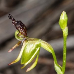 Caleana minor at Jerrabomberra, NSW - 25 Nov 2020