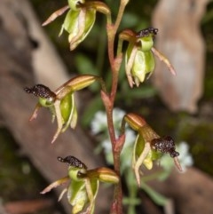 Caleana minor at Jerrabomberra, NSW - 25 Nov 2020