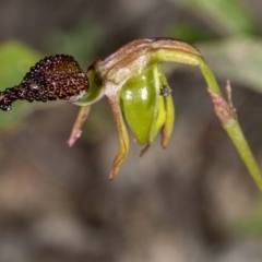 Caleana minor at Jerrabomberra, NSW - 25 Nov 2020