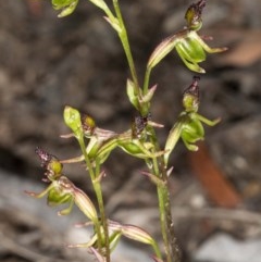 Caleana minor at Jerrabomberra, NSW - 25 Nov 2020