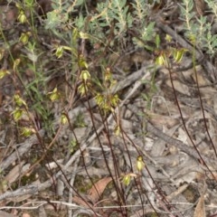 Caleana minor at Jerrabomberra, NSW - suppressed