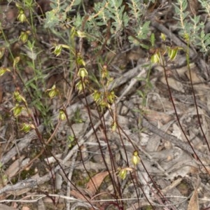 Caleana minor at Jerrabomberra, NSW - 25 Nov 2020