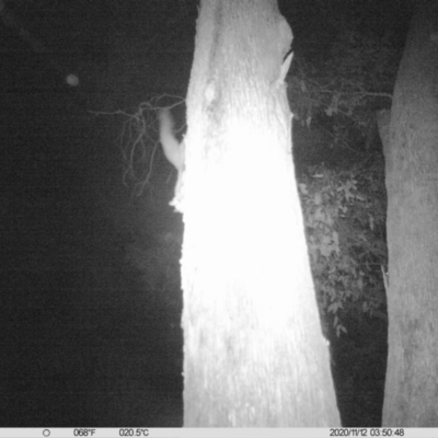 Petaurus norfolcensis (Squirrel Glider) at Albury - 11 Nov 2020 by ChrisAllen