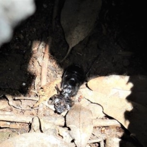 Passalidae (family) at Hughes, ACT - 6 Dec 2020