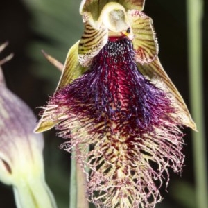 Calochilus platychilus at Mount Clear, ACT - suppressed