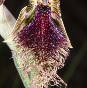 Calochilus platychilus at Mount Clear, ACT - suppressed