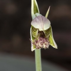 Calochilus platychilus (Purple Beard Orchid) at Mount Clear, ACT - 27 Nov 2020 by DerekC
