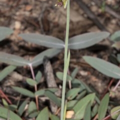 Calochilus platychilus at Mount Clear, ACT - suppressed