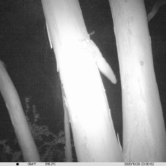 Petaurus norfolcensis (Squirrel Glider) at Thurgoona, NSW - 29 Oct 2020 by ChrisAllen