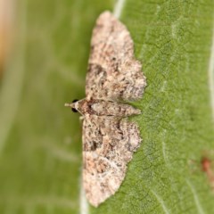 Chloroclystis (genus) (A geometer moth) at O'Connor, ACT - 3 Dec 2020 by ibaird