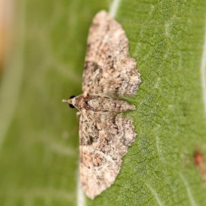 Chloroclystis (genus) at O'Connor, ACT - 3 Dec 2020 09:31 PM