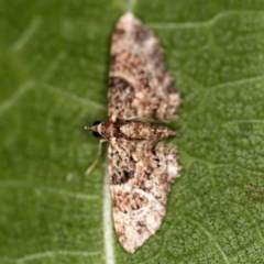 Chloroclystis (genus) at O'Connor, ACT - 3 Dec 2020 09:31 PM