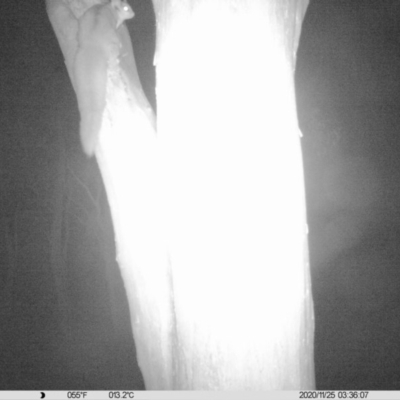 Petaurus norfolcensis (Squirrel Glider) at Thurgoona, NSW - 25 Nov 2020 by ChrisAllen