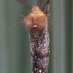 Epicoma contristis (Yellow-spotted Epicoma Moth) at Braemar, NSW - 8 Nov 2020 by Curiosity