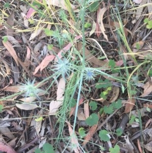 Eryngium ovinum at Belconnen, ACT - 5 Dec 2020