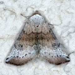 Mataeomera mesotaenia (Large Scale Moth) at Ainslie, ACT - 5 Dec 2020 by jb2602