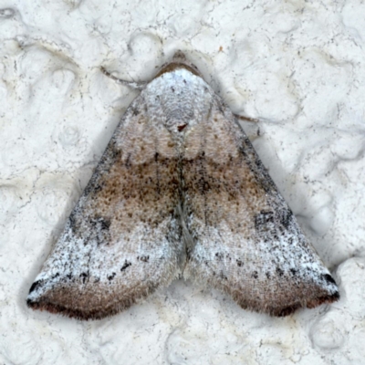 Mataeomera mesotaenia (Large Scale Moth) at Ainslie, ACT - 5 Dec 2020 by jb2602