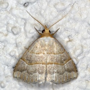 Meranda susialis at Ainslie, ACT - 5 Dec 2020 08:38 PM