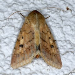 Helicoverpa (genus) (A bollworm) at Ainslie, ACT - 5 Dec 2020 by jbromilow50