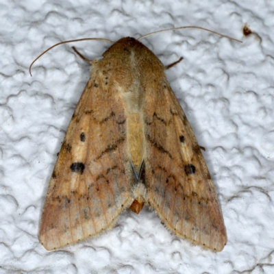 Helicoverpa (genus) (A bollworm) at Ainslie, ACT - 5 Dec 2020 by jbromilow50