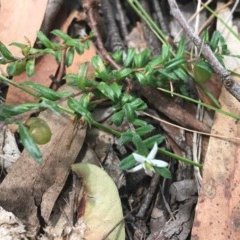 Rhytidosporum procumbens (White Marianth) at Lade Vale, NSW - 5 Dec 2020 by NedJohnston