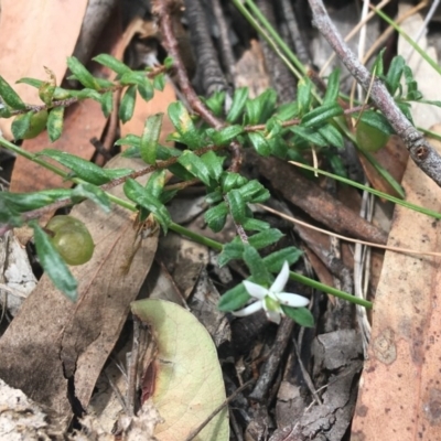 Rhytidosporum procumbens (White Marianth) at Lade Vale, NSW - 5 Dec 2020 by Ned_Johnston