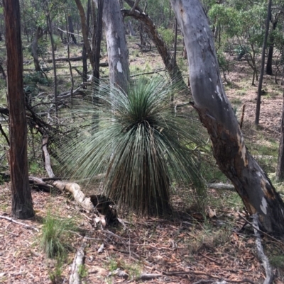 Xanthorrhoea glauca subsp. angustifolia (Grey Grass-tree) at Lade Vale, NSW - 5 Dec 2020 by NedJohnston