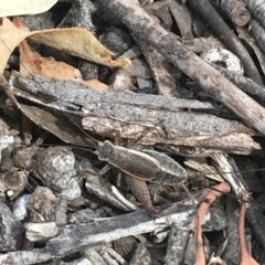 Eurepa marginipennis (Mottled bush cricket) at Lade Vale, NSW - 4 Dec 2020 by Ned_Johnston