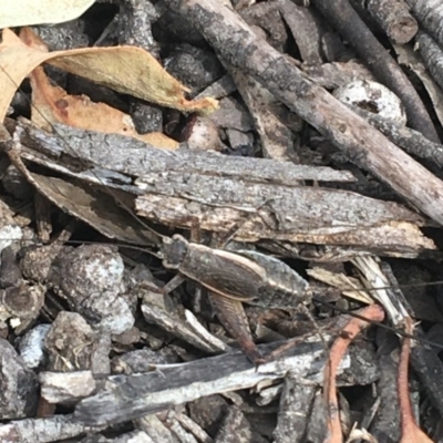 Eurepa marginipennis (Mottled bush cricket) at Mundoonen Nature Reserve - 4 Dec 2020 by Ned_Johnston