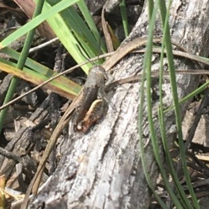 Cirphula pyrrhocnemis at Lade Vale, NSW - 5 Dec 2020