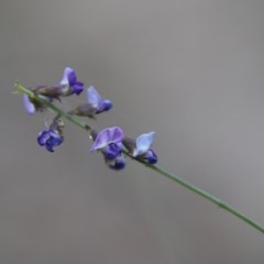 Glycine clandestina (Twining Glycine) at Moruya, NSW - 7 Dec 2020 by LisaH