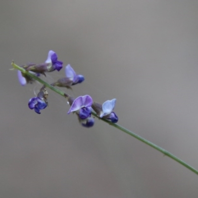 Glycine clandestina (Twining Glycine) at Moruya, NSW - 6 Dec 2020 by LisaH